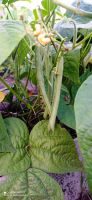 Лот: 17965513. Фото: 2. Фасоль стручковая. Продукты