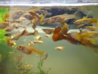 Лот: 19695125. Фото: 4. рыбки аквариумные гуппи подростки... Красноярск