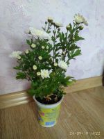 Лот: 14626751. Фото: 3. набор хризантем мультифлора 3... Растения и животные