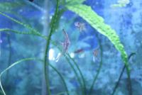 Лот: 7322912. Фото: 4. аквариумная рыбка скалярия местного... Красноярск