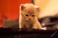 Лот: 1025282. Фото: 2. Британец. Животные и уход