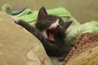 Лот: 3012882. Фото: 2. Котята, котенок, киска!. Животные и уход