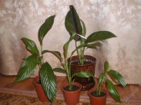 Лот: 944547. Фото: 2. Спатифилум гигантский. Комнатные растения и уход