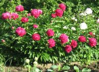 Лот: 4464023. Фото: 5. Пион бардовый. Корни.