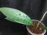 Лот: 13591938. Фото: 2. Хойя Hoya sp. (UT-029) EPC 913. Комнатные растения и уход