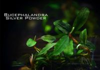 Лот: 10320530. Фото: 3. Bucephalandra sp. Silver Powder. Растения и животные