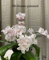 Лот: 20009682. Фото: 3. Стрептокарпус DS-Нежно-розовый... Растения и животные