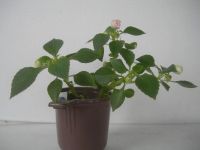 Лот: 4148885. Фото: 2. Бальзамин Apple Blossom ( ук... Комнатные растения и уход