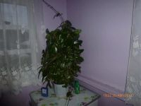 Лот: 2072695. Фото: 2. Хойя, взрослое растение,цветет... Комнатные растения и уход
