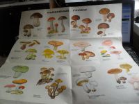 Лот: 6070556. Фото: 2. Наглядное пособие - определитель... Дом, сад, досуг