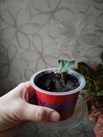 Лот: 25896303. Фото: 6. Лист фиалки укорененный сорт Шато...