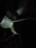 Лот: 6971914. Фото: 2. Двигатель 1G-FE на запчасти в... Автозапчасти
