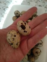 Лот: 14480567. Фото: 2. Яйцо перепелинное. Крупное. Наисвежайшее... Продукты