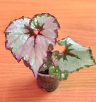 Лот: 13071360. Фото: 3. Бегония Raspberry Swirl (селекция... Растения и животные