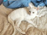 Лот: 16322545. Фото: 7. Белый Котенок (девочка) к лотку...