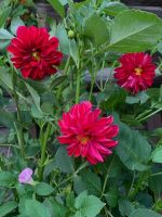 Лот: 17759467. Фото: 3. Георгины🌺. Для дачи, дома, огорода, бани, парка
