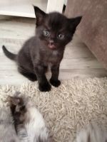 Лот: 17302338. Фото: 5. Шотландцы котята