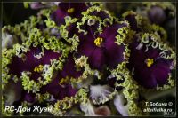 Лот: 13736446. Фото: 4. "РС–Дон Жуан" - фиалка. (Лист... Красноярск