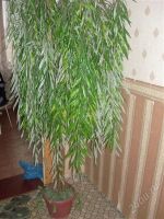 Лот: 923142. Фото: 2. дерево ИВА искусствен для декора... Предметы интерьера