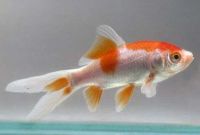 Лот: 16200344. Фото: 3. Золотая рыбка Комета (Carassius... Растения и животные