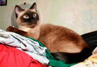 Лот: 6279842. Фото: 4. Кот для кошки
