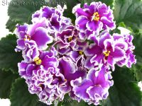 Лот: 6473791. Фото: 2. Фиалка Shimmering Sunshine - лист. Комнатные растения и уход