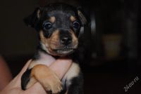 Лот: 1243898. Фото: 2. Щенок то-терьер № 1 (кобель). Животные и уход