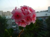 Лот: 1949065. Фото: 2. Герань(Пеларгония) розовая №1. Комнатные растения и уход