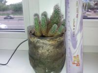 Лот: 16013984. Фото: 3. Цветы, эухарис, кактус, денежное... Растения и животные