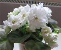 Лот: 4956553. Фото: 2. Фиалка РС-Аристократка, лист. Комнатные растения и уход