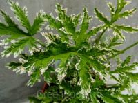 Лот: 10081294. Фото: 2. Дущистая пеларгония "Fragrant... Комнатные растения и уход