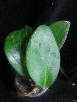 Лот: 13595579. Фото: 3. Хойя Hoya marginata. Растения и животные