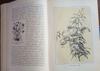 Лот: 25804918. Фото: 9. М.Гесдёрфер. Комнатное садоводство...
