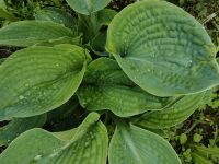 Лот: 13819267. Фото: 4. Хоста Сорт. Красноярск
