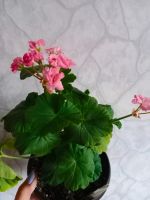 Лот: 20746819. Фото: 2. Пеларгония. Комнатные растения и уход