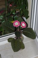 Лот: 3123493. Фото: 2. Глоксиния 6. Комнатные растения и уход