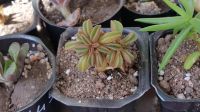 Лот: 9624331. Фото: 3. Пеперомия суккулент (peperomia... Растения и животные