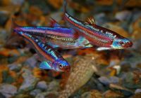 Лот: 15827027. Фото: 2. Нотропис радужный Notropis chrosomus. Аквариумистика