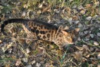 Лот: 6273114. Фото: 2. Бенгальский кот. Животные и уход