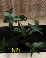 Лот: 20515500. Фото: 2. Филодендрон гитаровидный (Philodendron... Комнатные растения и уход