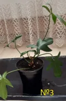 Лот: 20515500. Фото: 4. Филодендрон гитаровидный (Philodendron... Красноярск