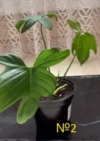 Лот: 20509370. Фото: 3. Филодендрон гитаровидный (Philodendron... Растения и животные