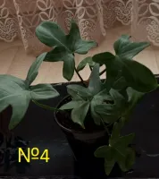 Лот: 20515500. Фото: 5. Филодендрон гитаровидный (Philodendron...