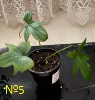 Лот: 20515500. Фото: 6. Филодендрон гитаровидный (Philodendron...