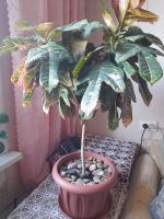 Лот: 25360782. Фото: 5. Кодиеум Кротон огромный шикарный