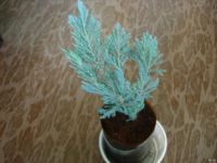 Лот: 4357468. Фото: 3. Можжевельник горизонтальный с... Для дачи, дома, огорода, бани, парка