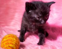 Лот: 3252904. Фото: 2. Очаровательная шотландская прямоухая... Животные и уход