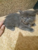 Лот: 16307038. Фото: 3. Котята в добрые и ответственные... Растения и животные