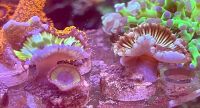 Лот: 19901838. Фото: 3. Grandis green. Растения и животные