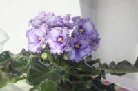 Лот: 5391225. Фото: 3. Фиалка сортовая Crystal Plum... Растения и животные